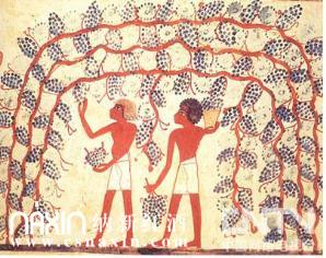 古埃及人酿造葡萄酒的历史